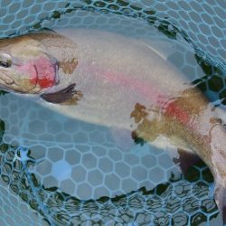 雨のトラポンで爆釣！ ～岡崎トラウトポンド～
